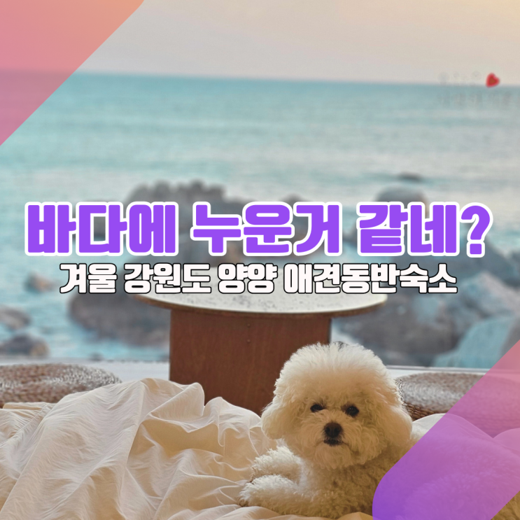  [강원도 애견동반 겨울여행코스②] 양양 바다빛무지개펜션, 주변 애견코스는?