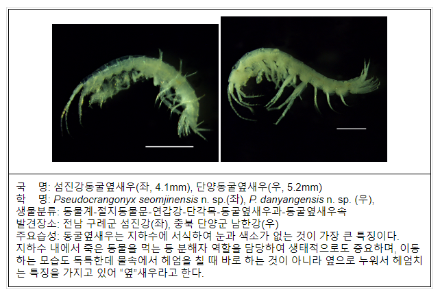 지하수에 사는 신종 동굴옆새우 2종 발견 지하수에 사는 신종 동굴옆새우 2종 발견