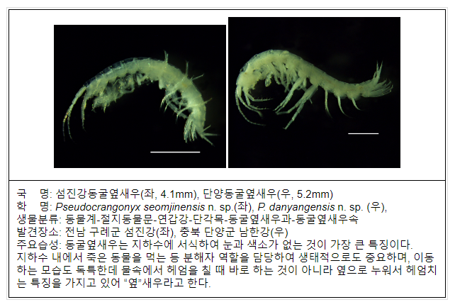 지하수에 사는 신종 동굴옆새우 2종 발견