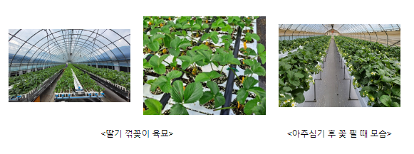 딸기 시범사업 ‘다양화, 안정생산’ 두 마리 토끼 잡아 딸기 시범사업 ‘다양화, 안정생산’ 두 마리 토끼 잡아
