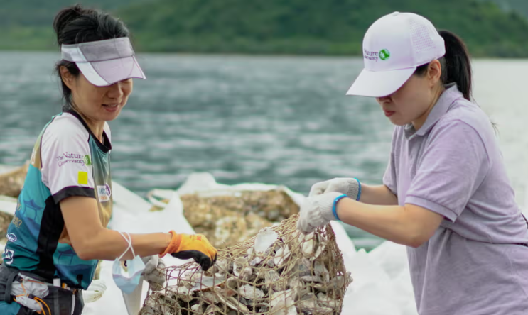 바다에서 접시로… 바다로? 홍콩은 굴 껍질을 새로운 용도로 사용합니다