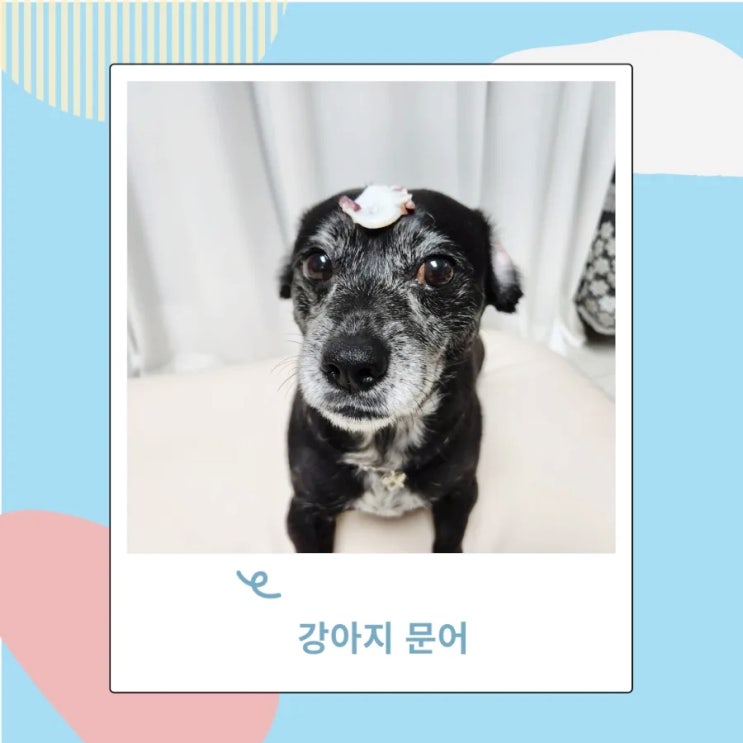 강아지 문어 숙회 말린문어 낙지 먹어도 될까? 강아지 문어 숙회 말린문어 낙지 먹어도 될까?