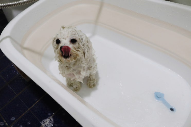 강아지욕조 목욕 스파하기에 딱 펫트리움 접이식