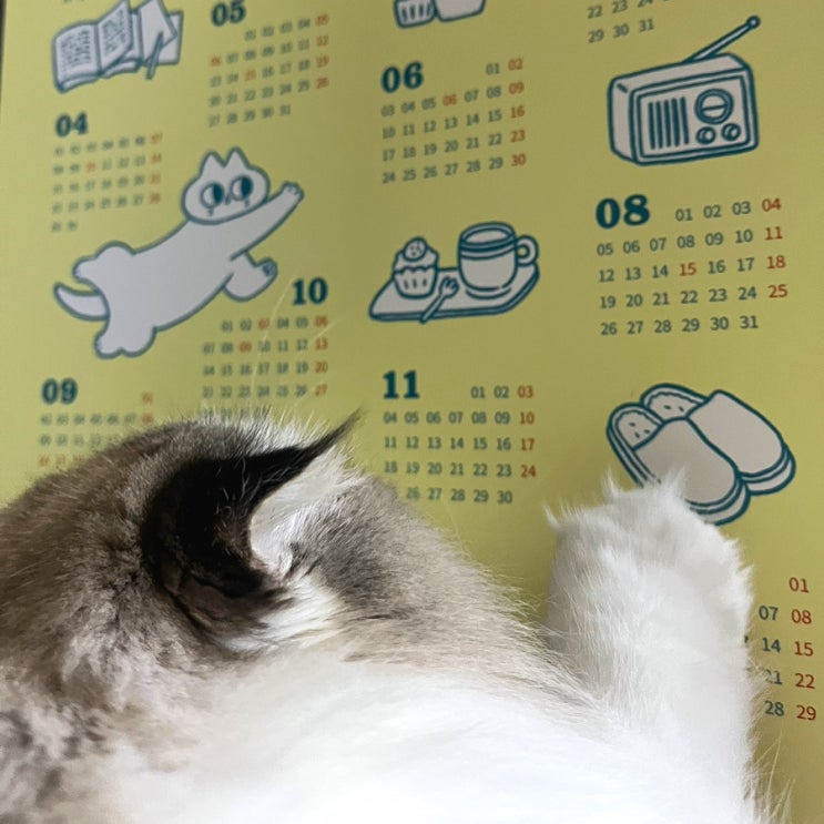  [고양이 누나선물] 고양이 누나에게는 고양이 선물을 줘요