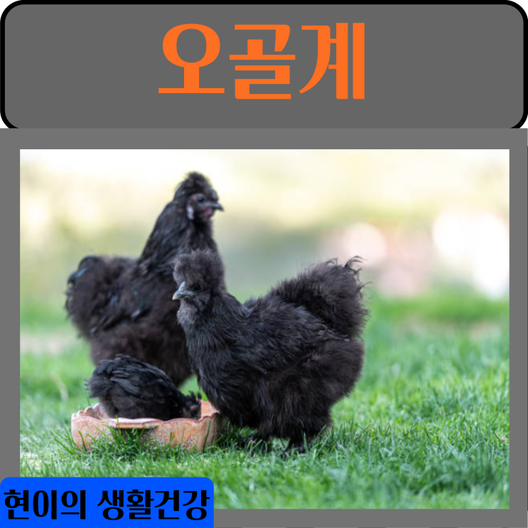 오골계 효능 부작용 닭 영양성분 칼로리