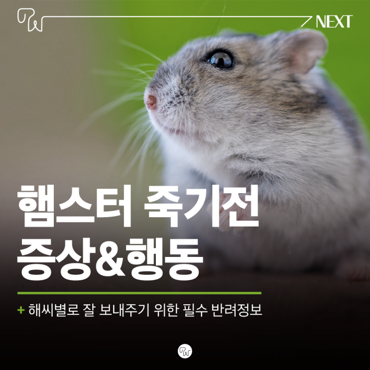  햄스터 죽기전 증상 행동 알려드려요