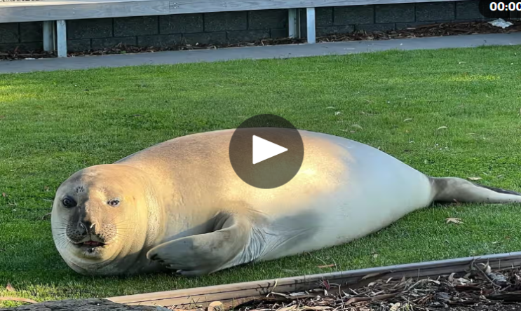 Tasmania의 Neil the Seal은 입소문을 타면서 그의 복지에 대해 전문가들이 우려하고 있습니다 Tasmania의 Neil the Seal은 입소문을 타면서 그의 복지에 대해 전문가들이 우려하고 있습니다