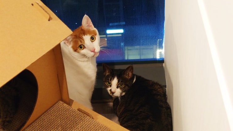  인천 고양이 호텔 묘한호텔 8마리 다묘가족 일상