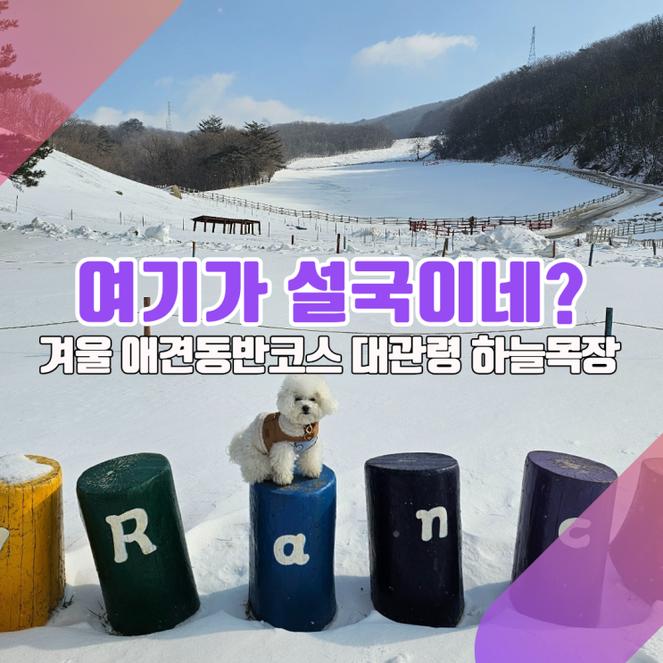  [강원도 애견동반 겨울여행코스③] 대관령 하늘목장 다 좋은데, 0000이 아쉽네?