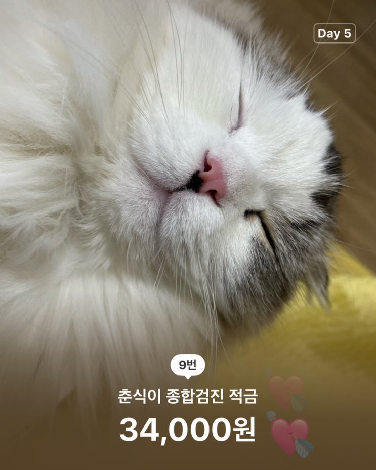  [고양이 적금] 카카오 최애적금, 고양이 자급자족 종합검진 돈 모으기 (feat. 앵벌이)