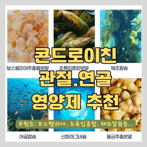 콘드로이친 뮤코다당단백 건강기능식품인 관절영양제 추천