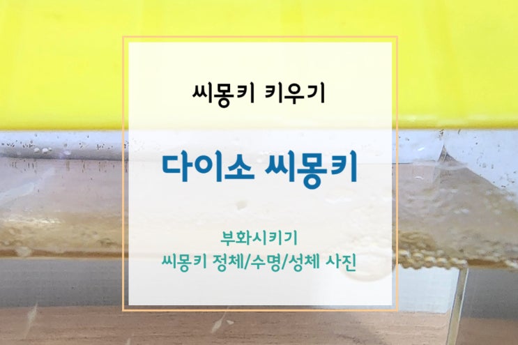  [씨몽키] 다이소 씨몽키 키우기(+씨몽키 성체/수명/정체, 성체 사진)