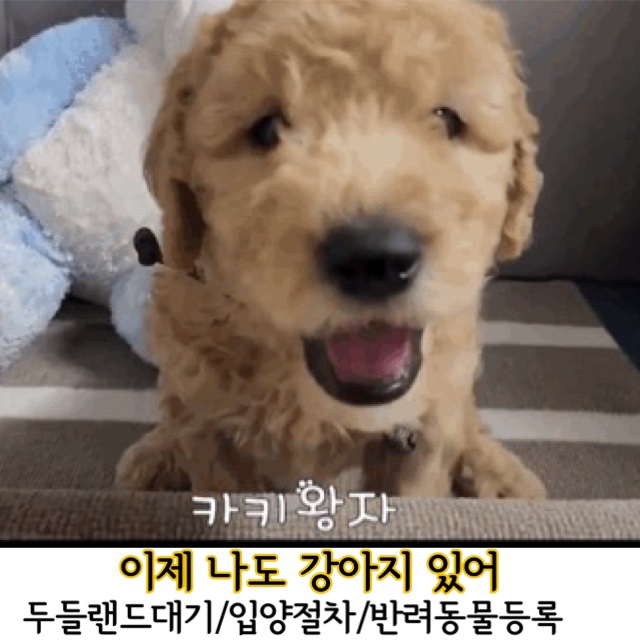  이제나도 강아지있어2. 골든두들입양기록/ 두들랜드 대기기간-절차/ 카키왕자 '진짜'