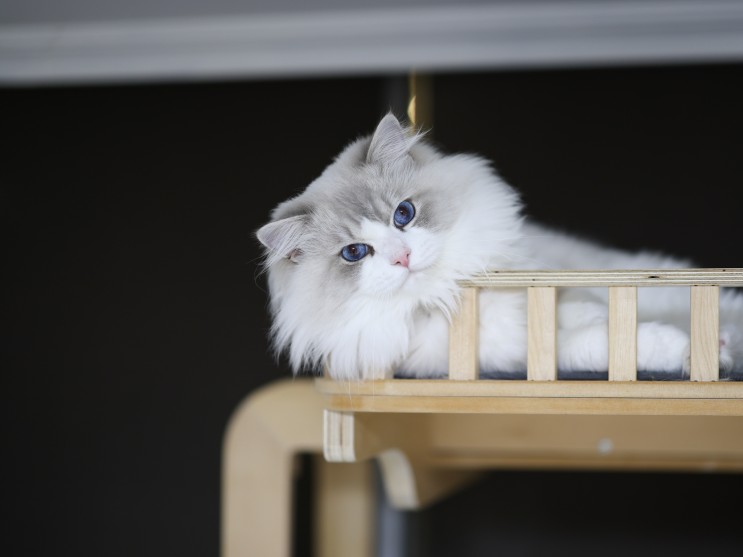 렉돌 고양이 겨울 털 특징과 살찌는 이유, 랙돌캐터리 성묘 가족 근황