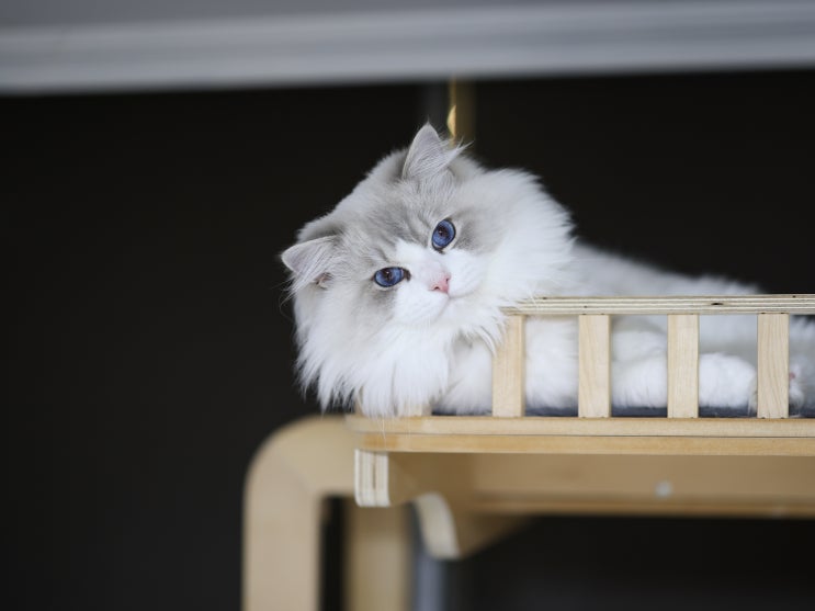  렉돌 고양이 겨울 털 특징과 살찌는 이유, 랙돌캐터리 성묘 가족 근황