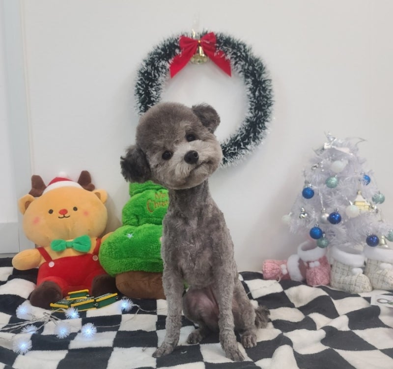 펫클래식