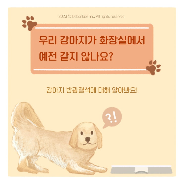  강아지혈뇨가 나와요, 강아지방광결석 원인과 증상에 대해 알아봐요! [평택 고덕 괜찮아동물병원]