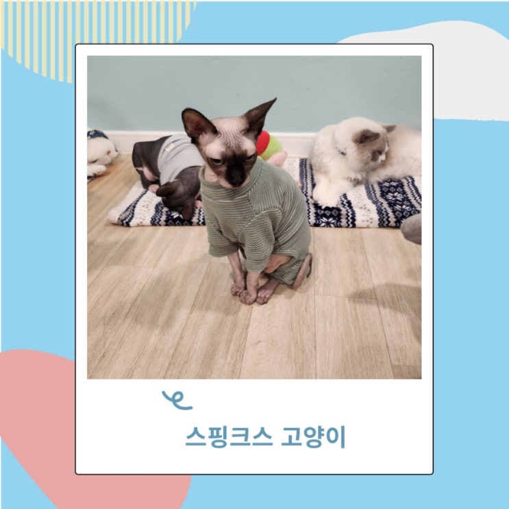 털없는 스핑크스 고양이 개냥이 키우기 성격 특징