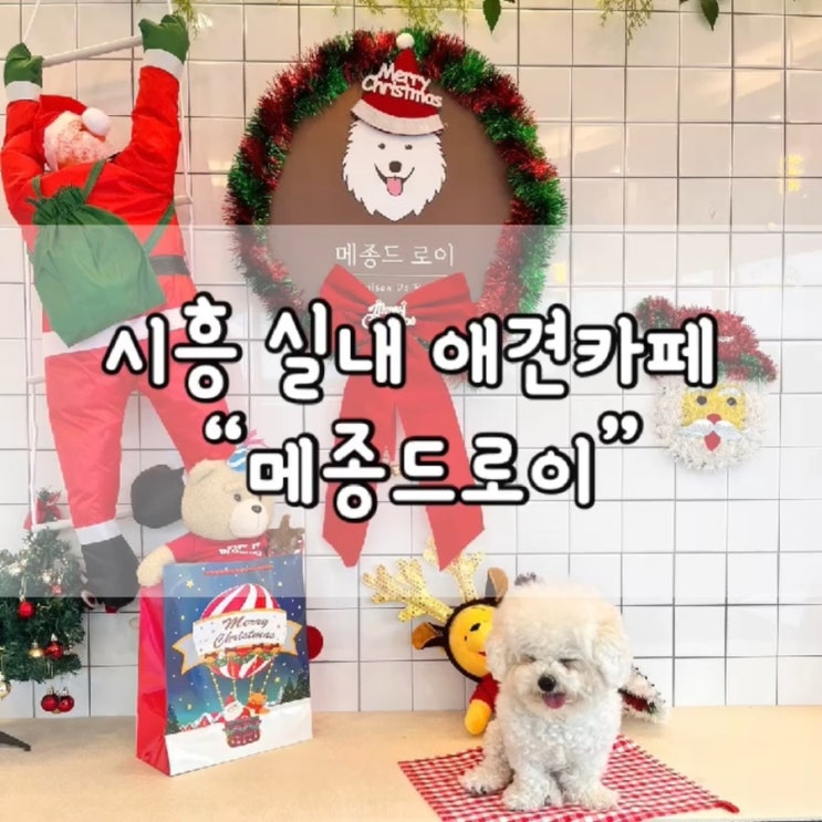  메종드로이 애견카페 / 메종드로이 / 시흥 메종드로이 / 시흥 실내 애견카페 / 내돈내산 / 시흥 실내 애견카페 추천 / 시흥 메종드로이 애견카페