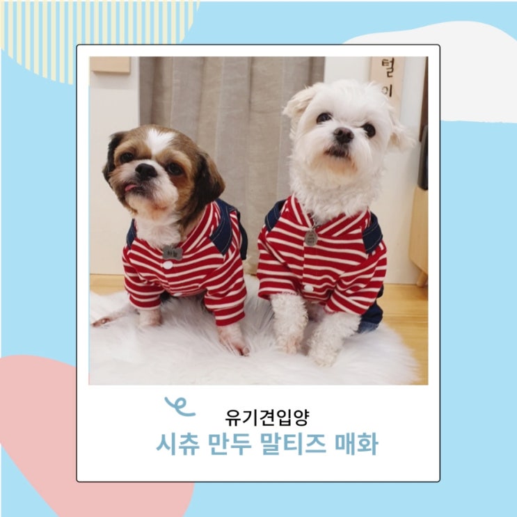 유기견 시츄 만두 이야기 포인핸드 입양 유기견 시츄 만두 이야기 포인핸드 입양