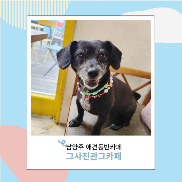 남양주 애견동반카페 그사진관그카페 실내 강아지 가능해 남양주 애견동반카페 그사진관그카페 실내 강아지 가능해
