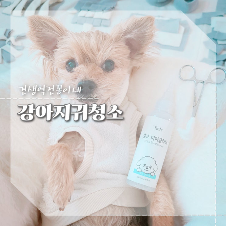  강아지귀청소 방법 귀세정제 사용법 강아지귀털뽑기팁