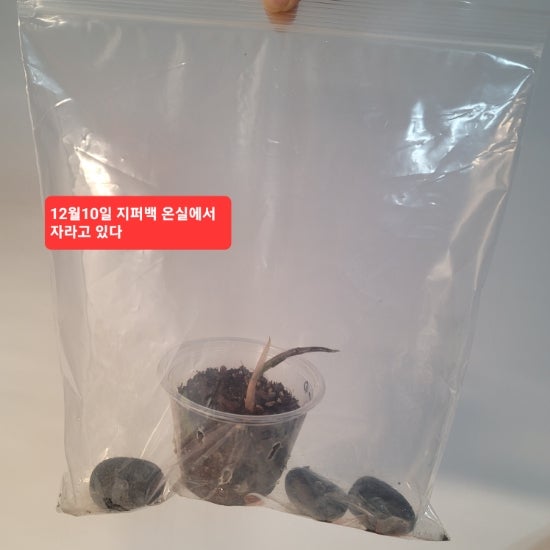  거북 알로카시아 자구 깨우기//알로카시아 자구 기르기//알로카시아 아마조니카
