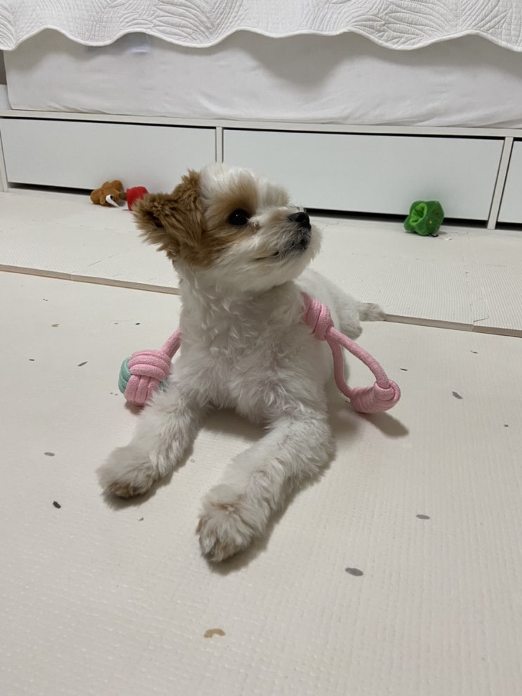  아기강아지 호두의 200일