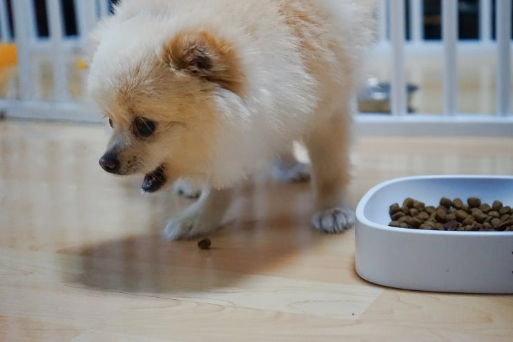  강아지사료 추천 어바웃펫 오픈팜 독 흰살생선1.81kg