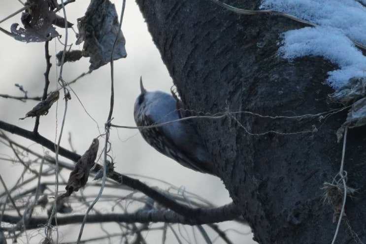 서울 근교 탐조지 올림픽공원 나무발발이와 상모솔새 진박새 콩새