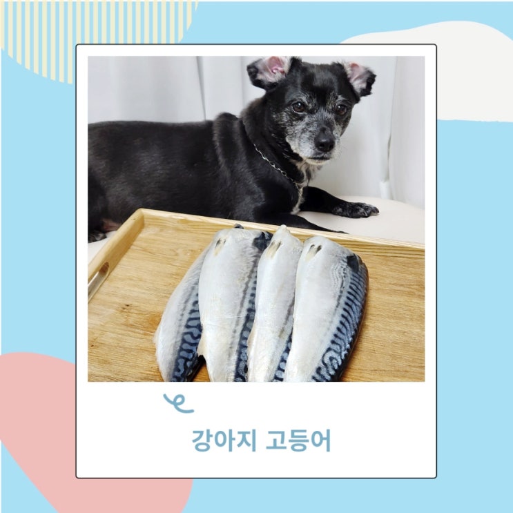 강아지 고등어 생선 급여할때 주의점 회 는 안돼요 강아지 고등어 생선 급여할때 주의점 회 는 안돼요
