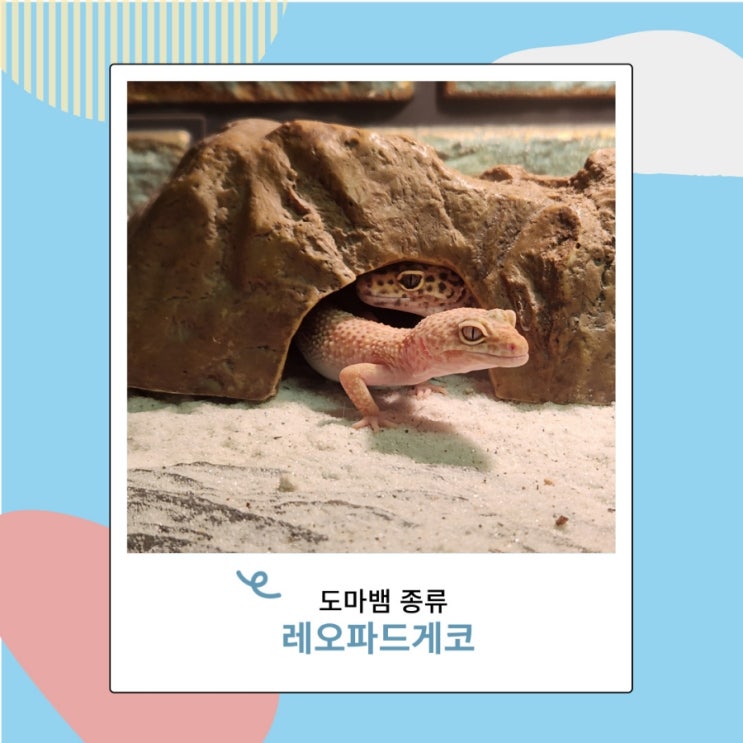 레오파드 게코도마뱀 키우기 먹이 탈피 껍질 마르지않으면 위험 레오파드 게코도마뱀 키우기 먹이 탈피 껍질 마르지않으면 위험