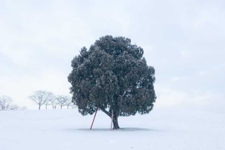 [서울] 겨울 서울 여행 갈만한 곳 눈 내린 올림픽공원 나홀로나무
