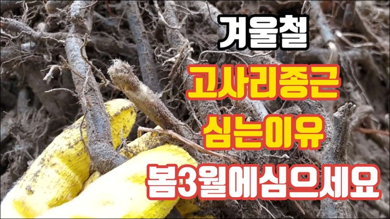 고사리종근 심고 키우는 시기는? 봄철 3월이 좋아요