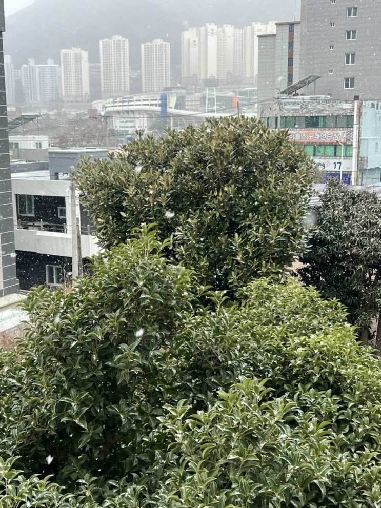 2023년 부산도 화이트크리스마스️ 2023년 부산도 화이트크리스마스️
