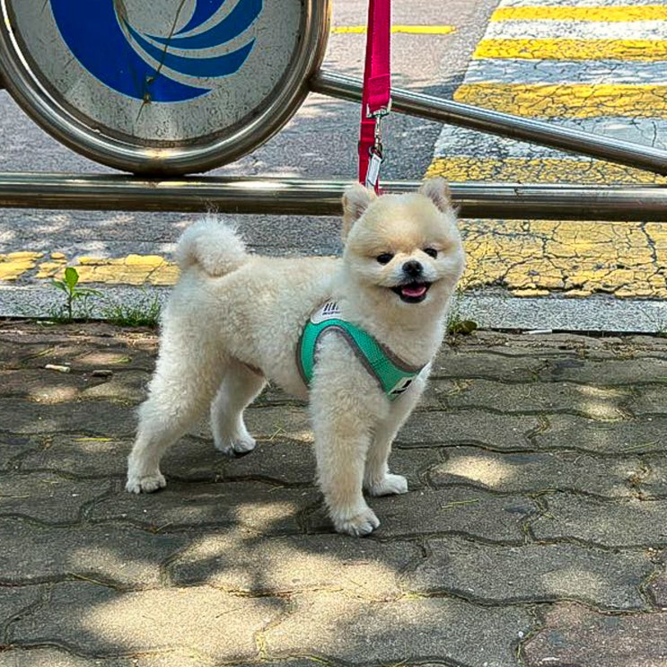  포메라니안 성격 및 특징 수명 정보 이정후 반려견 까오 포메 견종