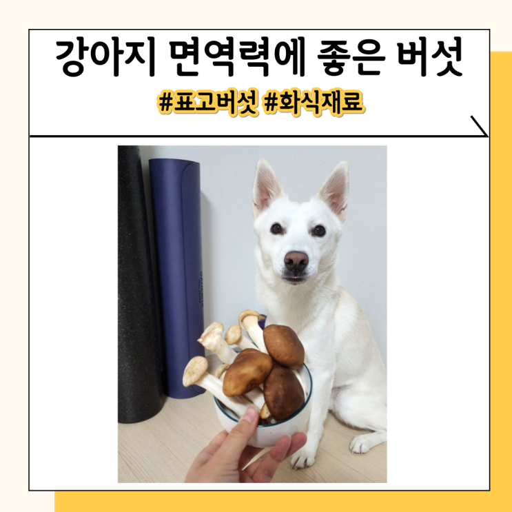 강아지가 먹어도 되는 표고 송이 새송이 버섯 화식 재료 강아지가 먹어도 되는 표고 송이 새송이 버섯 화식 재료