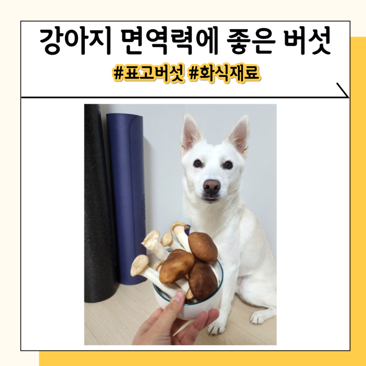 강아지가 먹어도 되는 표고 송이 새송이 버섯 화식 재료