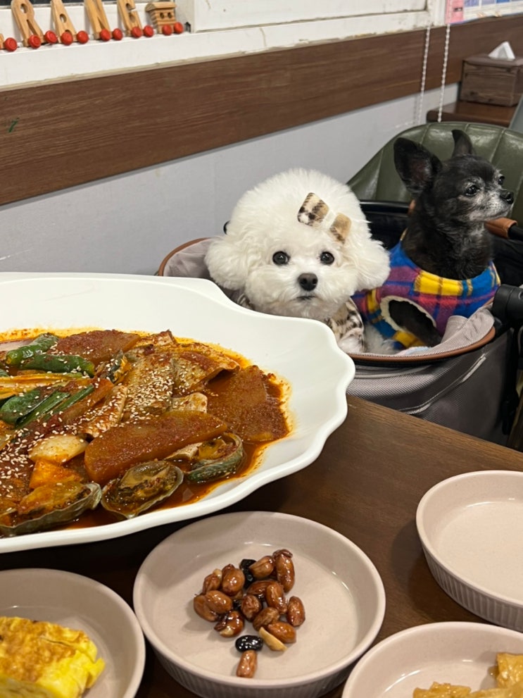  애월 협재 애견동반 식당 어애랑, 제주도 여행 늦은 저녁 먹기 좋은 전복갈치 조림 맛집!