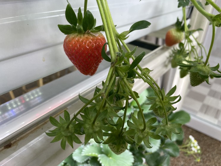 세종 포시즌베리 나성동 카페 신상 흰색 딸기 농장도 있다 내돈내산 후기