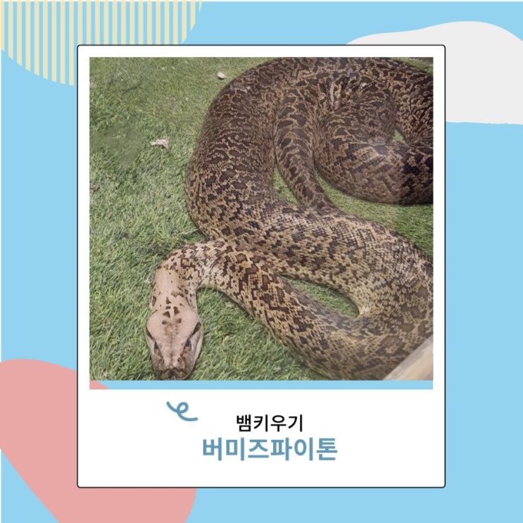 뱀 키우기 가능한 버미즈파이톤 알 지키는법 뱀 키우기 가능한 버미즈파이톤 알 지키는법