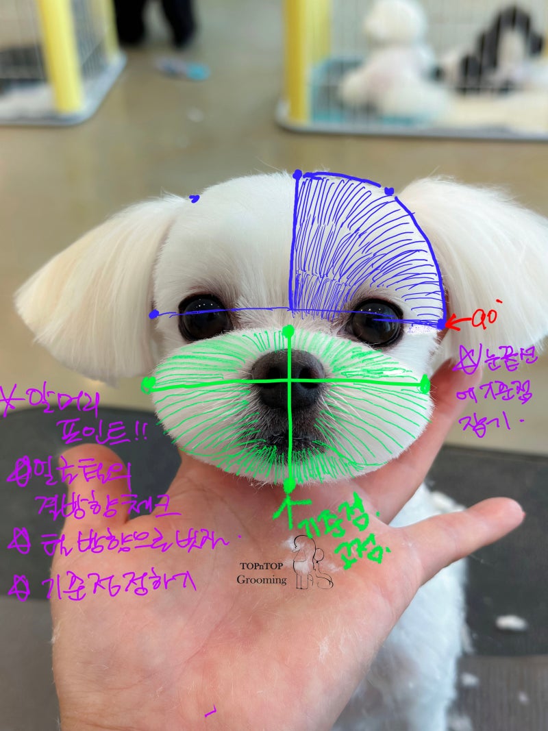 인천애견미용학원이 고민이라면 이 글을 읽어보세요!