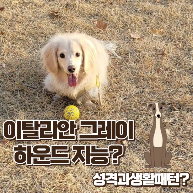  이탈리안 그레이하운드 성격 지능 포토 기본정보
