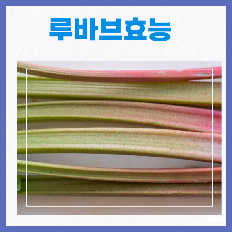 루바브 뿌리 효능 부작용 루바브뿌리추출물 : 네이버 블로그