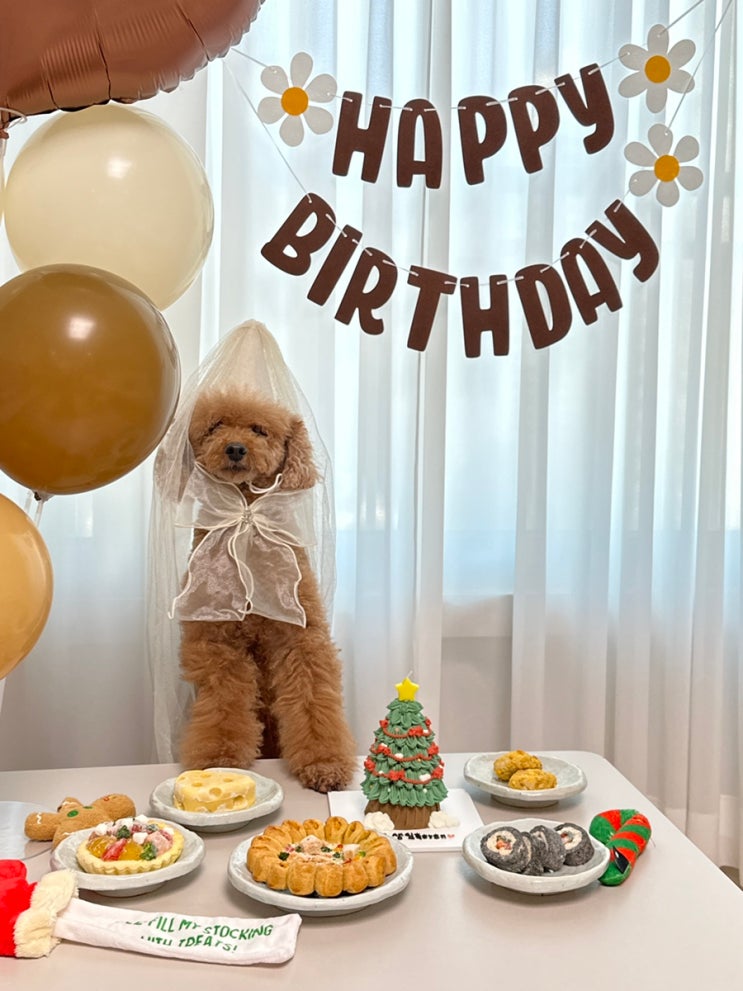  쿠팡 파티용품으로 강아지 생일파티 해주기