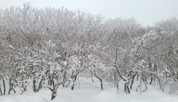  제주 한라산 설경버스 240번 시간표 1100도로 눈꽃구경 탑승 꿀팁