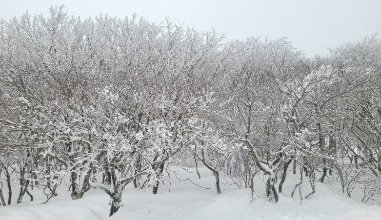 제주 한라산 설경버스 240번 시간표 1100도로 눈꽃구경 탑승 꿀팁