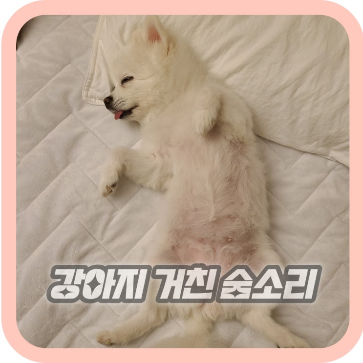  강아지 거친 숨소리 쇳소리가 난다면?