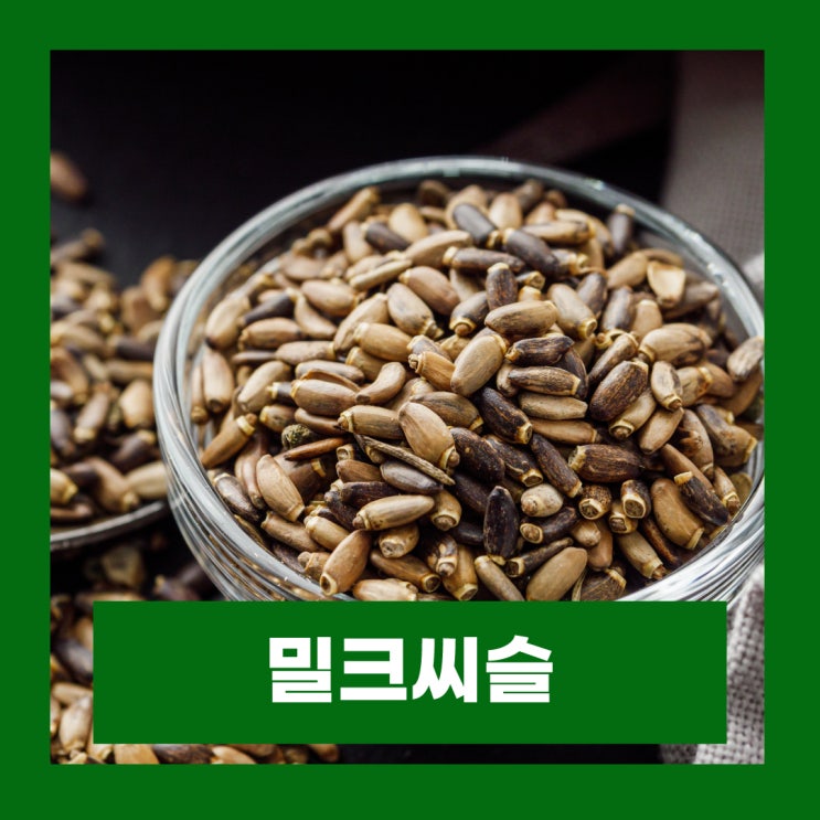  밀크씨슬 효능 부작용 복용시간 언제 먹어야 좋을까?