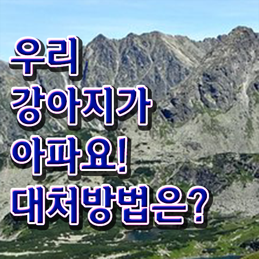  강아지열날때 대처방법 제가 알려드릴게요 !!!